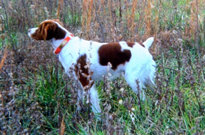 amateur field trial clubs of america